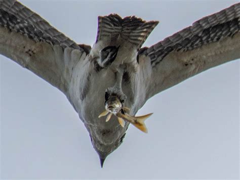 Osprey Does Its Part to Reduce Pikeminnow Population - Redheaded Blackbelt