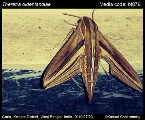 Theretra oldenlandiae (Fabricius, 1775) - White-Banded Hunter Hawkmoth ...