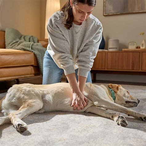 Anesthesia Airway Medicine Given Dog 的图像结果