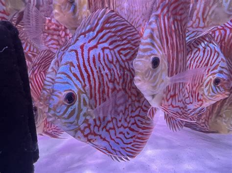 Image result for Turquoise Discus Fish