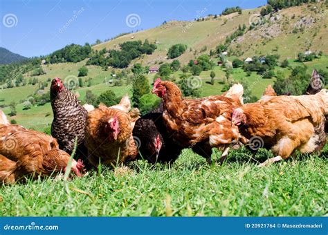 Free Range Chicken Farm - Chickens Roam Freely Outdoors. Commercial ...