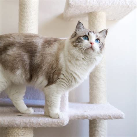 Seal Lynx Bicolor Ragdoll