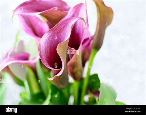 Purple calla lily hi-res stock photography and images - Alamy