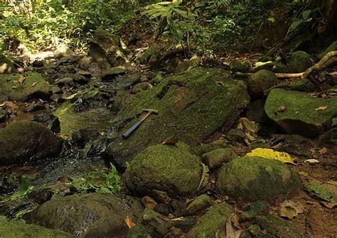 22-million-year-old lost forest resurfaces in Panama Canal!, Panama ...