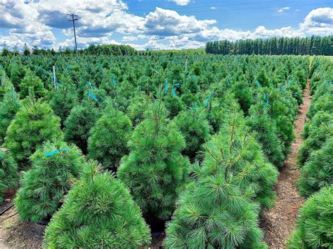 DUTCHMAN TREE FARM (2024) All You Need to Know BEFORE You Go (with ...