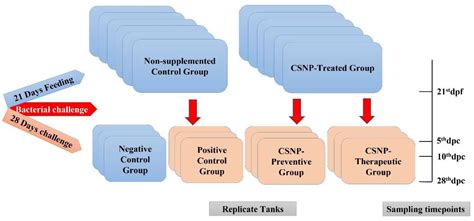 Therapeutic Intervention with Dietary Chitosan Nanoparticles Alleviates ...