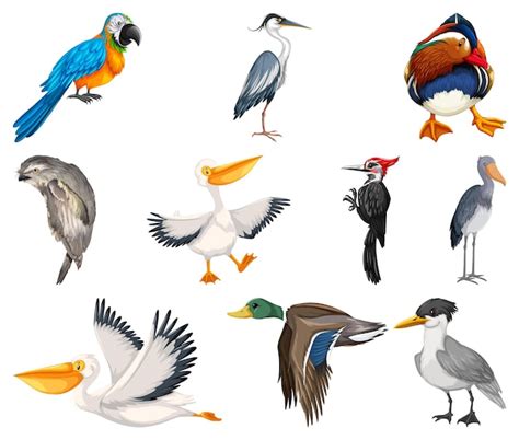 Diversi tipi di raccolta di uccelli | Vettore Gratis