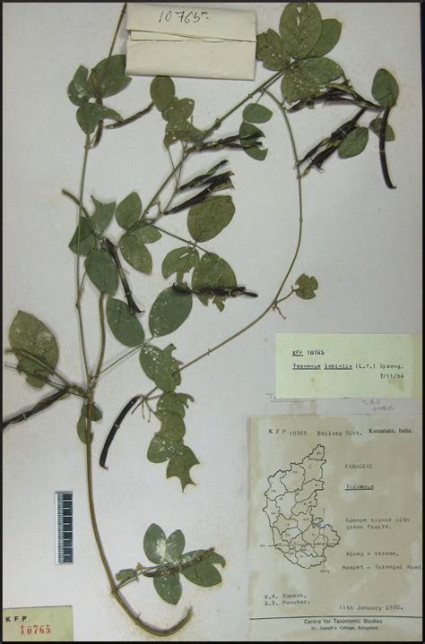 Herbarium JCB