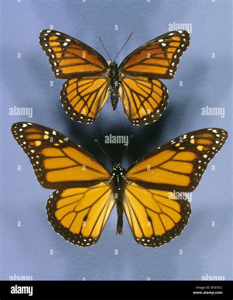 MIMCRY VICEROY BUTTERFLY (TOP) (LIMENITIS ARCHIPPUS) MONARCH BUTTERFLY (BOTTOM) (DANAUS ...