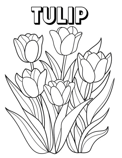 Tulips Coloring Pages - 26 Pages – 24hourprintables.com