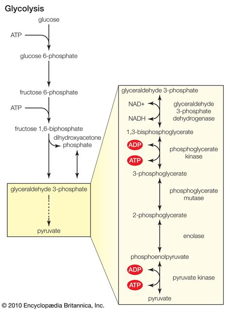 Fermentation | Definition, Process, & Facts | Britannica