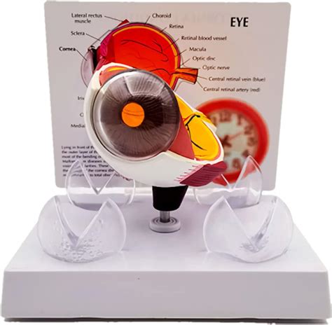 Amazon.com: Eye Lesion Model, Removable Cataract Eye Model, Half Eye ...
