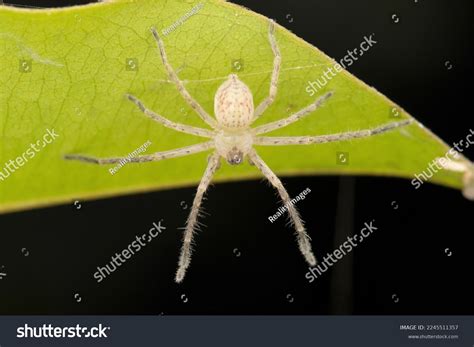 Giant Crab Spider