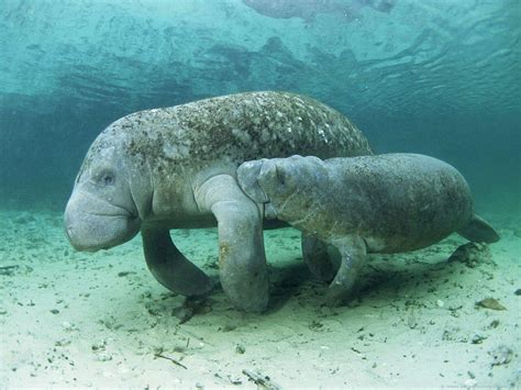 Conservation advocates praise death of bill they say would have hurt seagrass — and manatees