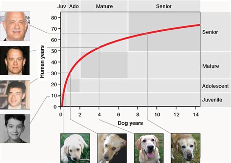 Scientists Use Genetics to Develop Better Formula to Calculate Dog Age ...