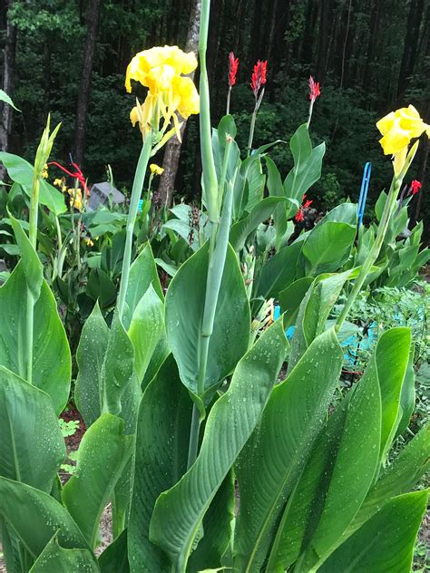 6 Count Yellow Canna Lily Bulbs/rhizomes - Etsy