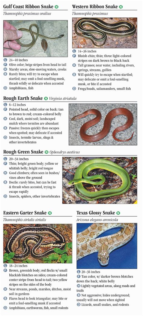Poisonous Snakes With Names