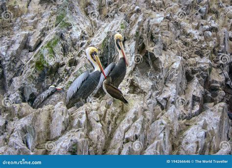 Pelicans on rocks stock photo. Image of pelicans, beak - 194266646