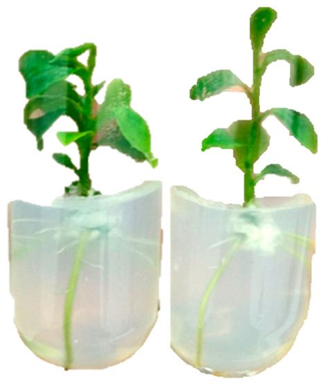 International Journal of Plant Biology | An Open Access Journal from MDPI