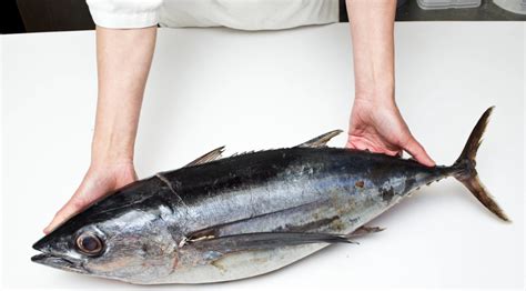 The Truth About Tuna: Is It Still Safe to Eat? - AskMeAll