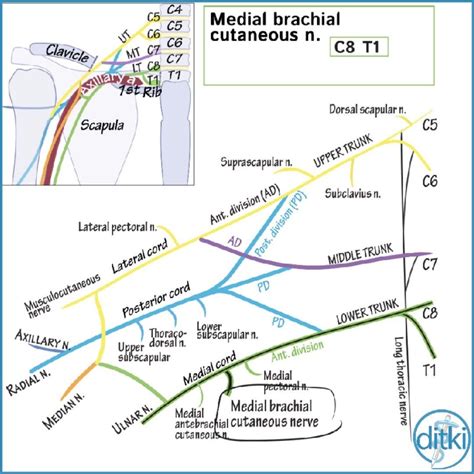 Brachial Plexus Drawing