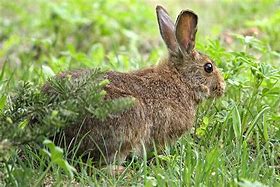 Image result for Marsh Hare