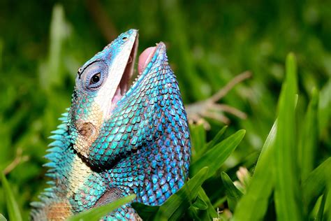 The blue-crested lizard is colour-changing marvel - Australian Geographic