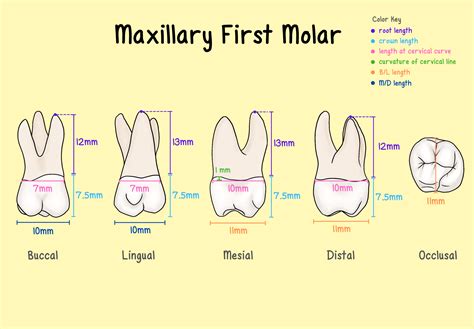 Maxillary Molars - My Dental Key
