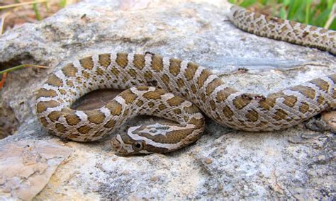 Great Plains Rat Snake Animal Facts - Pantheropis emoryi - A-Z Animals
