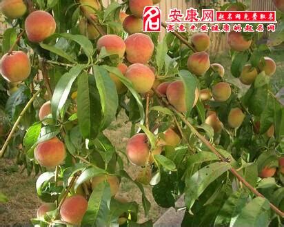 桃子长在树上的图片,长在树上的草莓图片,树上的桃子(第4页)_大山谷图库