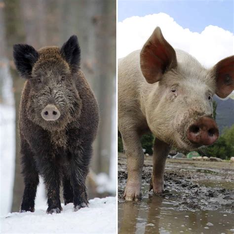 Wild Boar vs Pig: What Are The Differences?