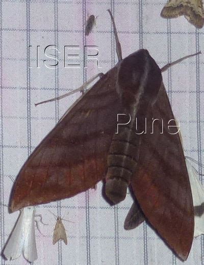 Ramana Athreya @ IISER-Pune : Sphingid Species Notes