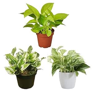 CAPPL Combo of 3 Good Luck Money Plants in Plastic Pots (Potted Plant ...