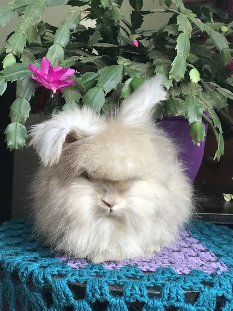 Angora rabbit Rabbits For Sale | Fairfield, PA #290393