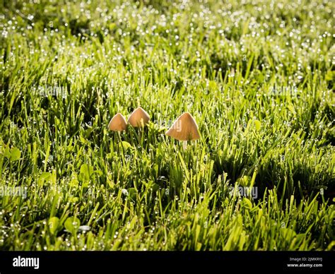 Mushrooms In Lawn Bad at Robert Sheffield blog