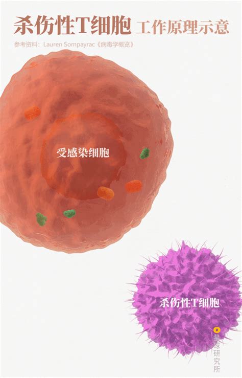新型冠状病毒如何入侵细胞及应对方法（一）