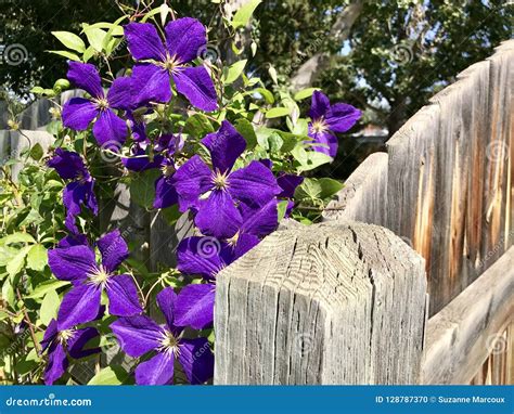 Summertime Clematis Climbing Flowers Stock Photo - Image of garden ...