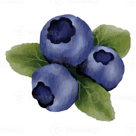 Blueberry Watercolor Clip art Element Transparent Background 24187215 PNG