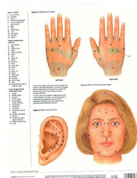 Hand Reflexology Map Printable
