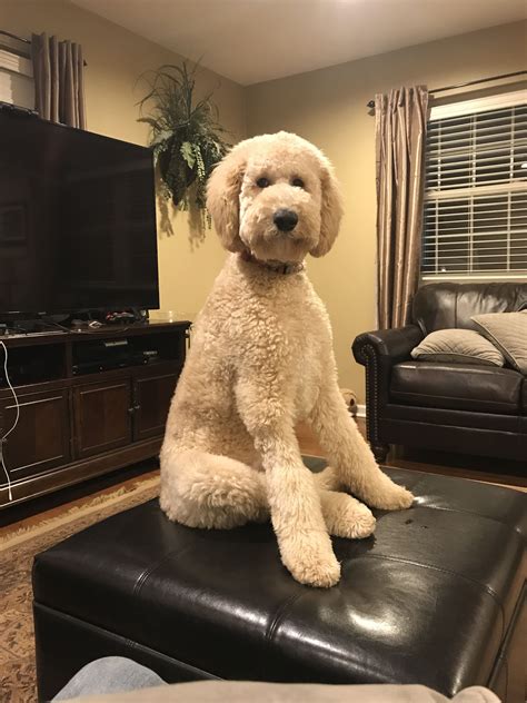 Our DUKE (5 months old) | Poodle puppy standard, Teddy bear poodle ...