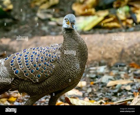 A male gray peacock pheasant, Polyplectron bicalcaratum, displaying at ...