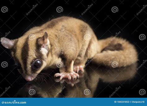 Sugar Glider - Petaurus Breviceps Isolated on Black Stock Image - Image ...