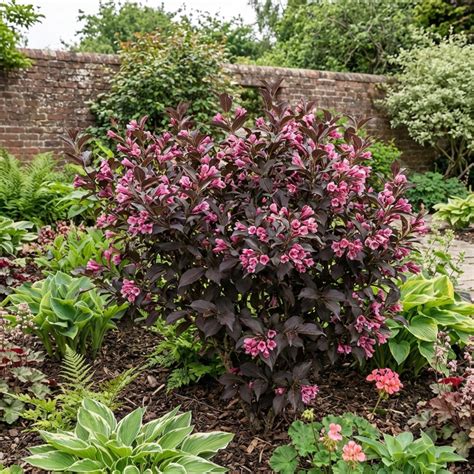 Weigela Florida Victoria Plant, Hardy Flowering Shrub, Outdoor Garden ...