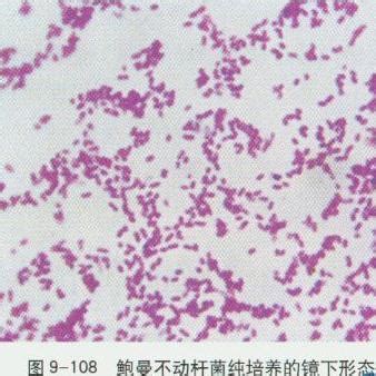 鲍曼不动杆菌 BNCCBNCC337173 微生物菌种|北纳生物