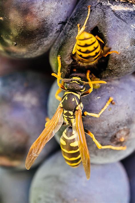 Easy Wasp Identification: A Visual Guide to 19 Common Types of Wasps - Garden Betty