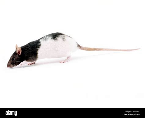 Black And White Rats