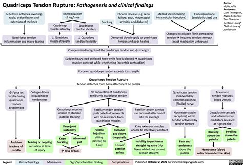 Quadriceps Tendon Rupture: Pathogenesis and clinical findings | Calgary GuideCalgary Guide