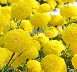 Gromax India Good Fragrance Marigold Yellow Flower Seeds Special ...