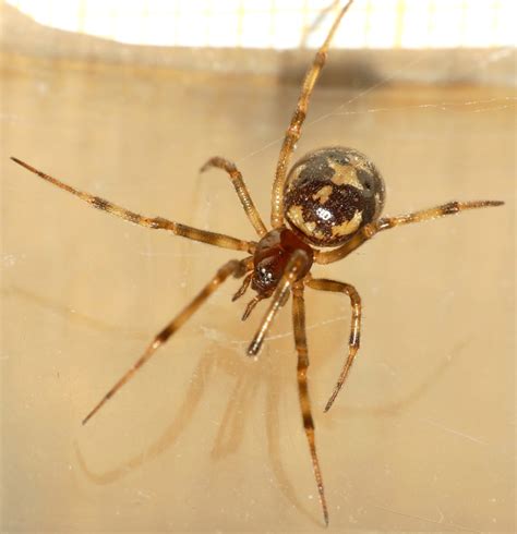 Steatoda triangulosa | Araignées de Waterloo et forêt de Soignes