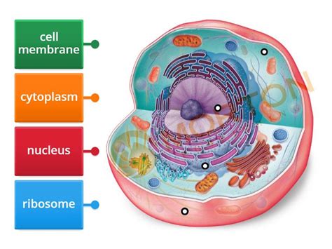 Cell Structure with Name Sign 的图像结果